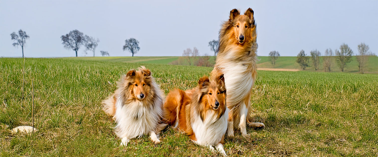 tres perros pastor collie en un potrero grande