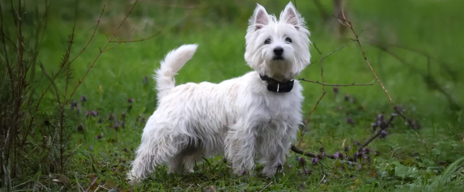 Highland West Terrier atento en la montaña - De Pelos Compañía Blog