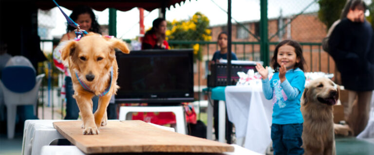 perro pasando obstáculos en el barrio kenedy