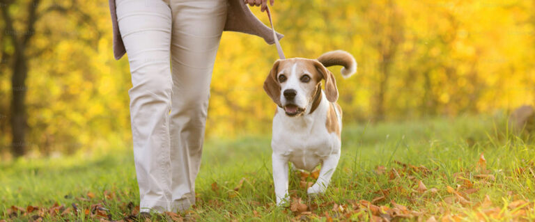 mujer paseando a beagle, en el parque