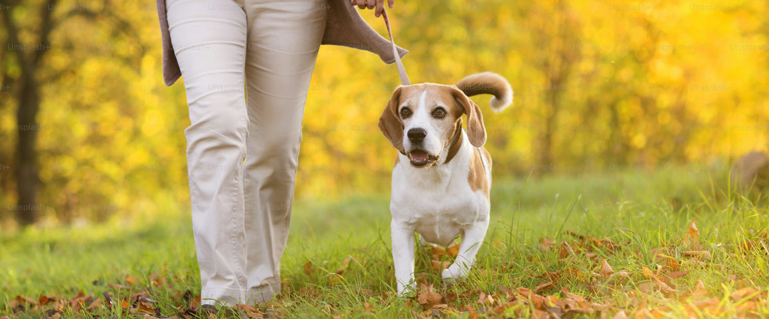 mujer paseando a beagle, en el parque