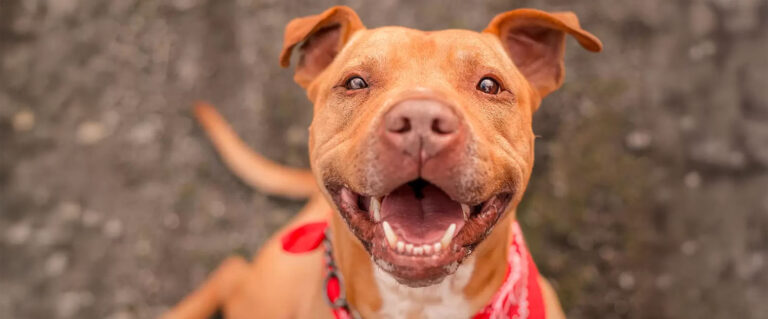 perro sonriendo, mostrando los dientes