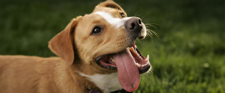 perro sacando a lengua