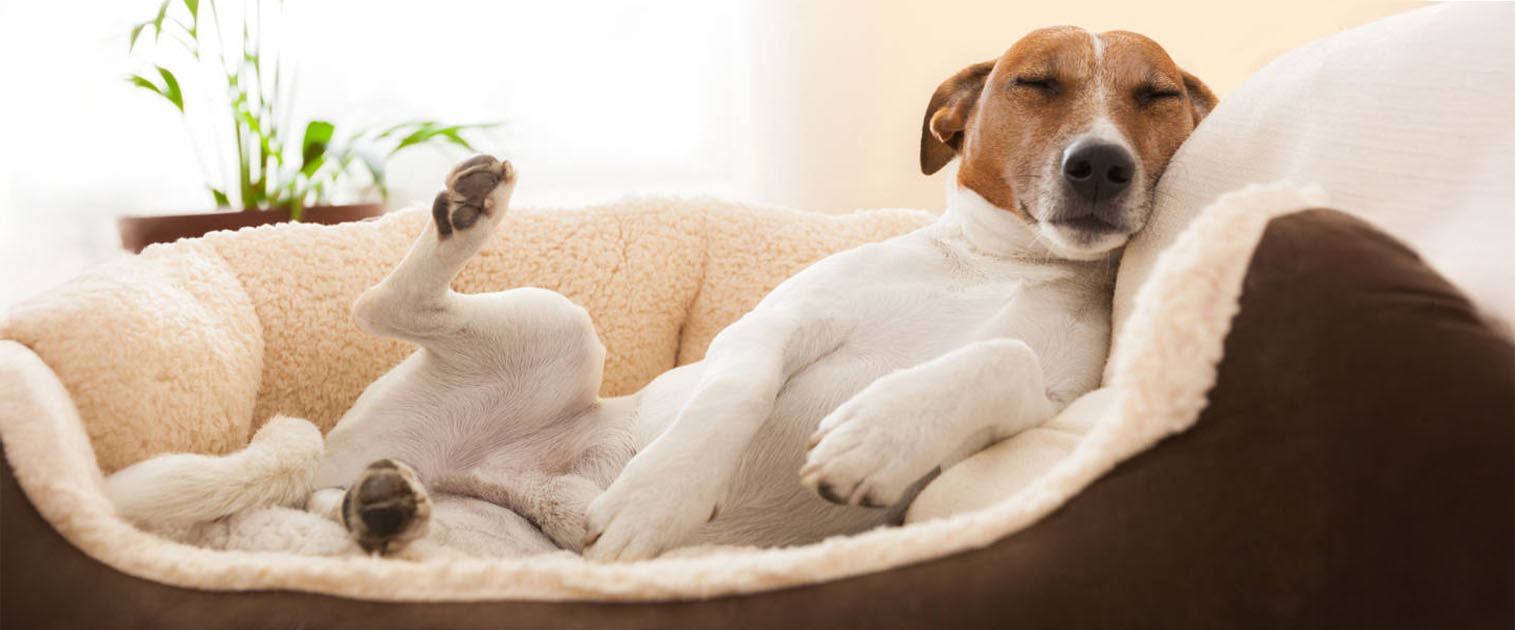 perro durmiendo patas arriba