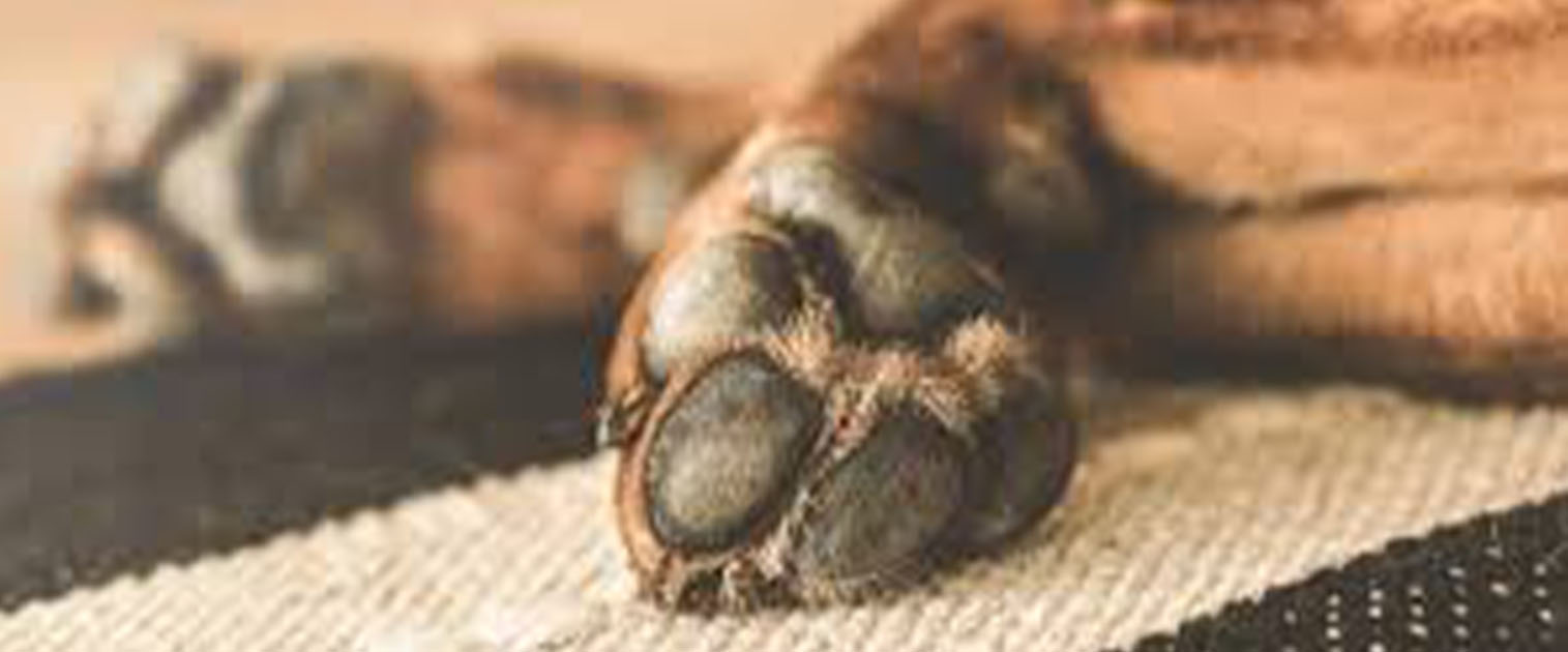 patas de un perro