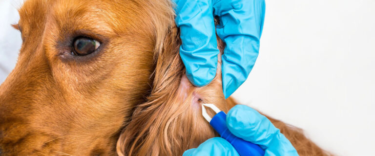 perro sacándole garrapatas de las orejas