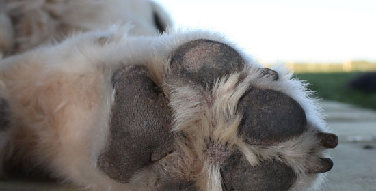 Cómo tratar una infección en las patas de tu perro