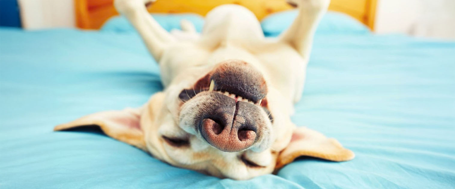 perro durmiendo patas arriba