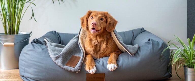perro acostado en una cama grande azul