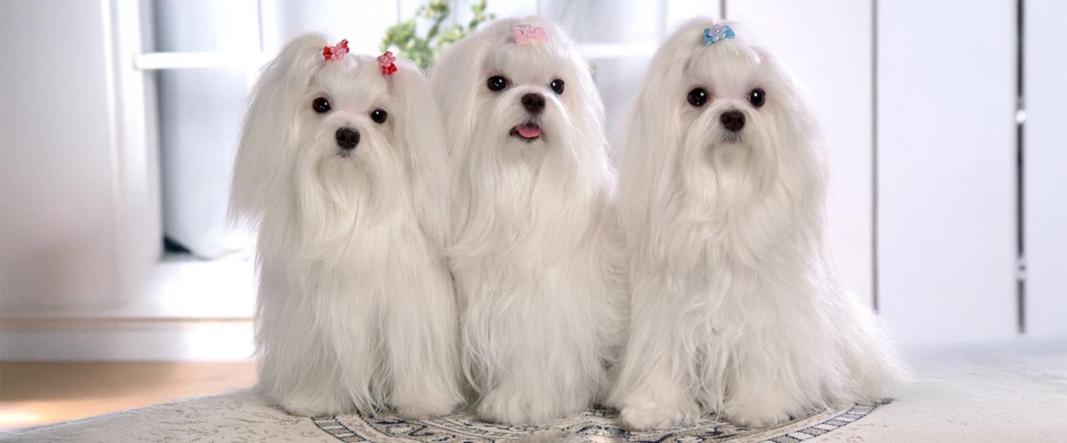 tres perros blancos peludos posando a la camara