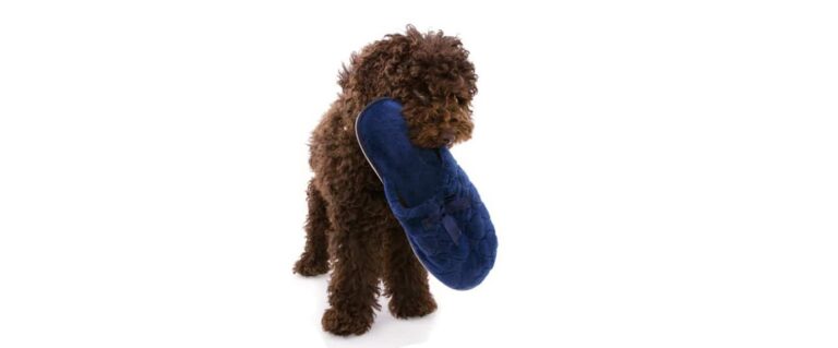 perro café, con una pantufla azul en la boca