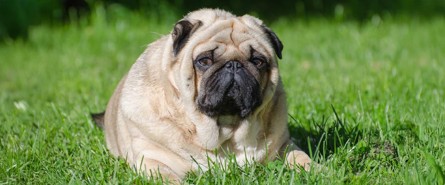 perro pug gordo en el césped de la casa