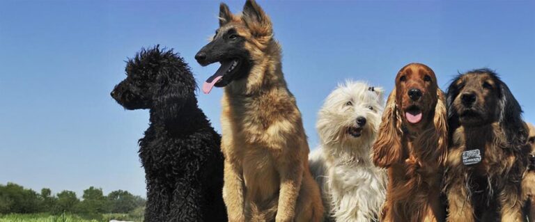 varios perros de varias razas juntos