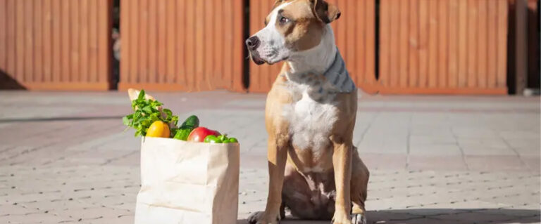 perro esperando junto a una bolsa de mercado