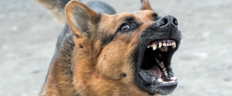 perro pastor Alemán bravo mostrando los dientes
