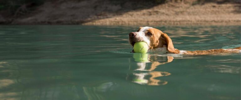 perro nadando en aguas claras