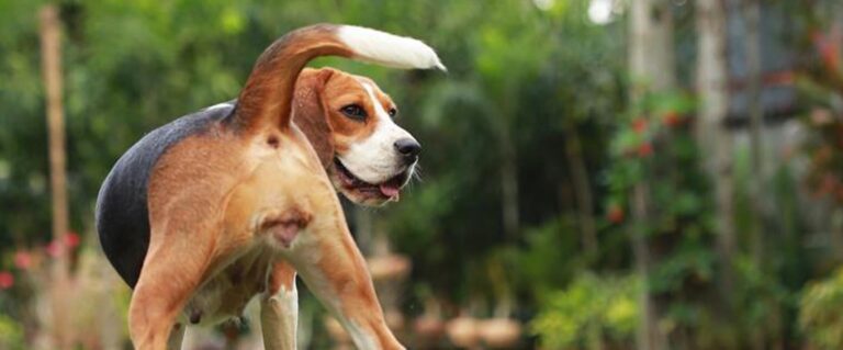 perrita beagle de espalda