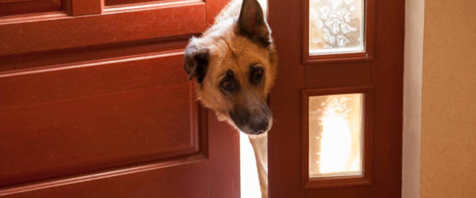 perro asomando la cabeza por la puerta