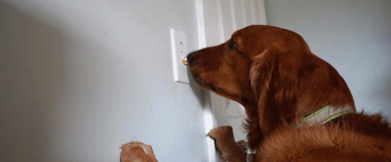 perro con la nariz apagando la luz