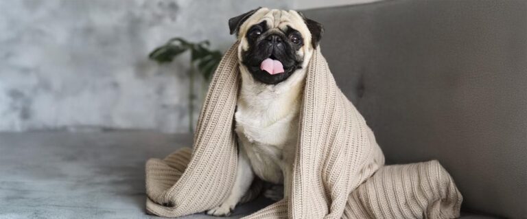 perro pug, con una cobija encima