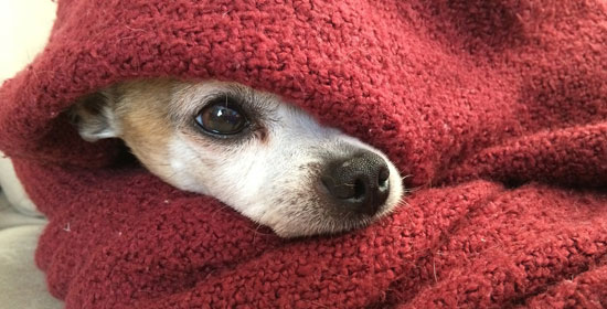 Enséñale a tu perro a arroparse con una cobija