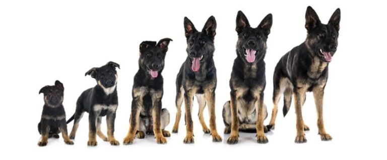 evolución de un perro pastor alemán, desde que es cachorro hasta cuando crece