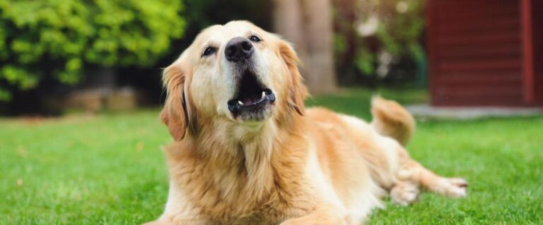 perro labrador, ladrando en el patio de la casa