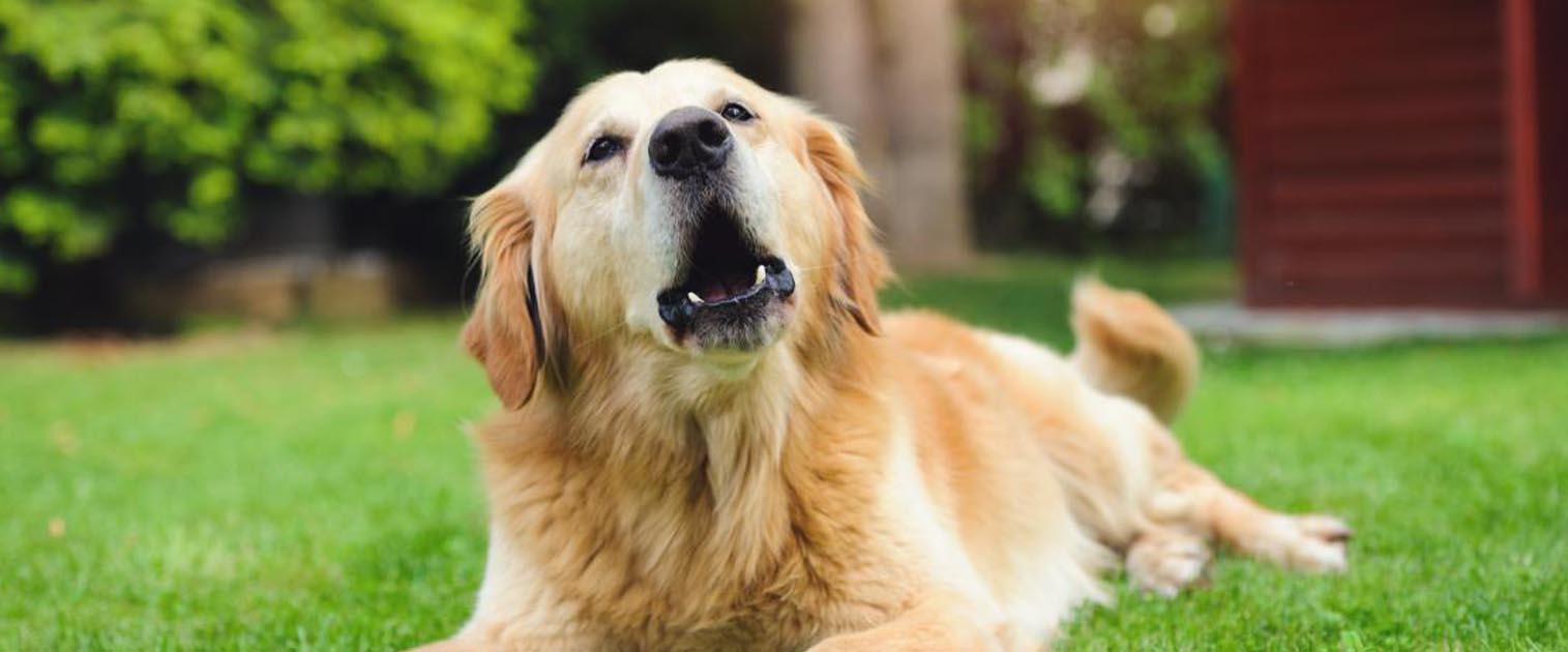 perro labrador, ladrando en el patio de la casa