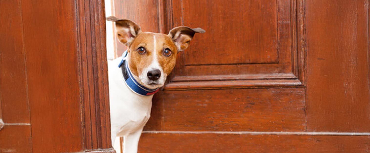 perro cerrando la puerta