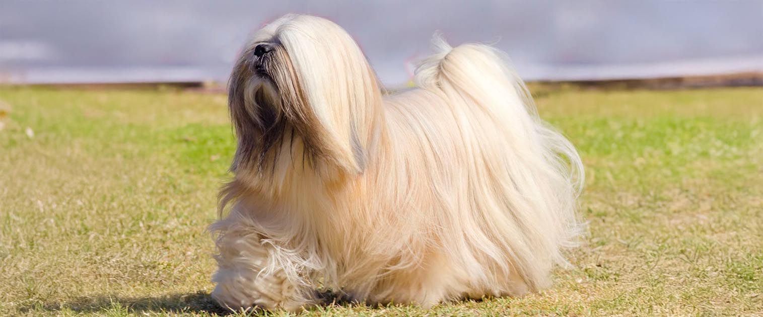 perro blanco, con el pelo largo y lizo