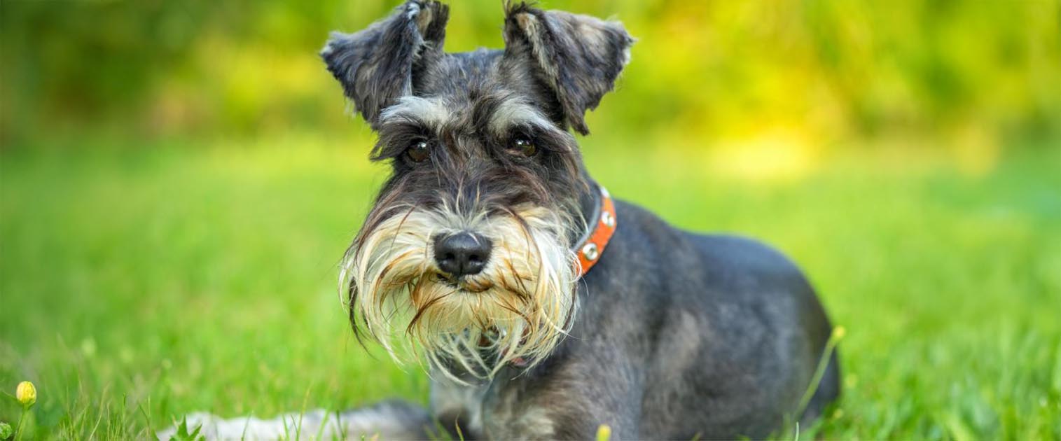 perro schnauzer gris en el pasto