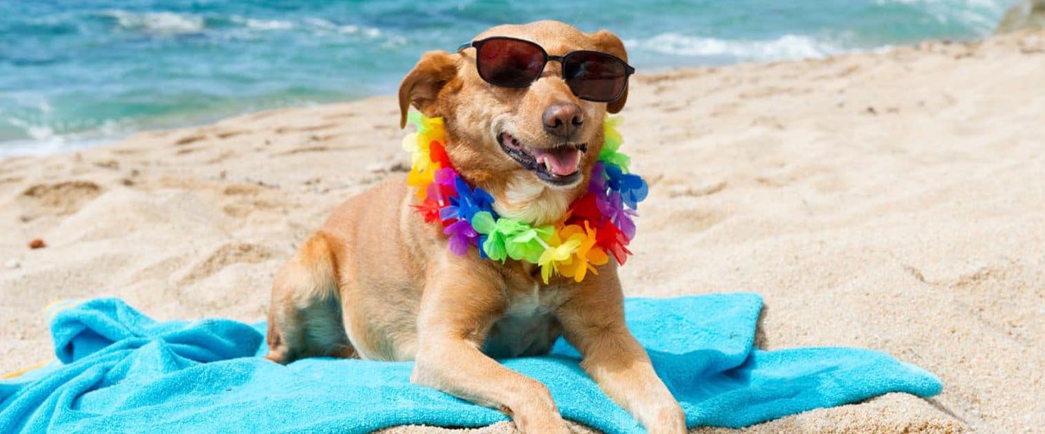 perro en la playa, con gafas y collar hawaiano