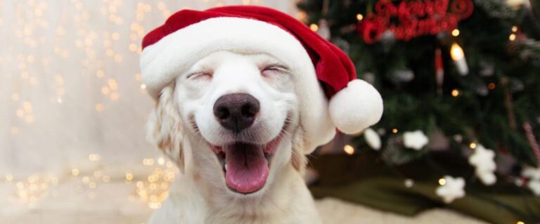 perro feliz en navidad