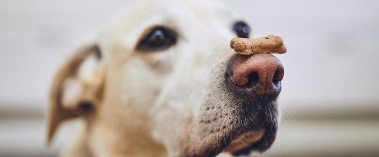 perro con galleta en la nariz