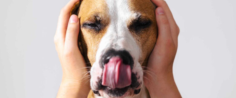 persona tapándole los oídos al perro, por que esta asustado