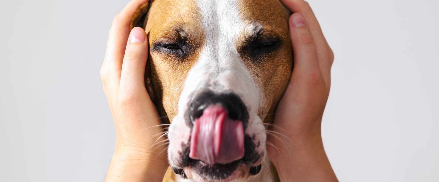 persona tapándole los oídos al perro, por que esta asustado