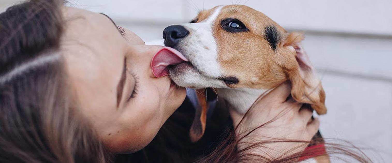 perro beagle, lamiendo la cara de una chica