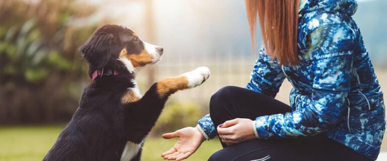 perro dándole la pata a una mujer