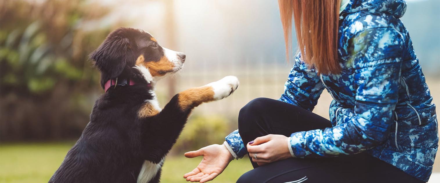 perro dándole la pata a una mujer