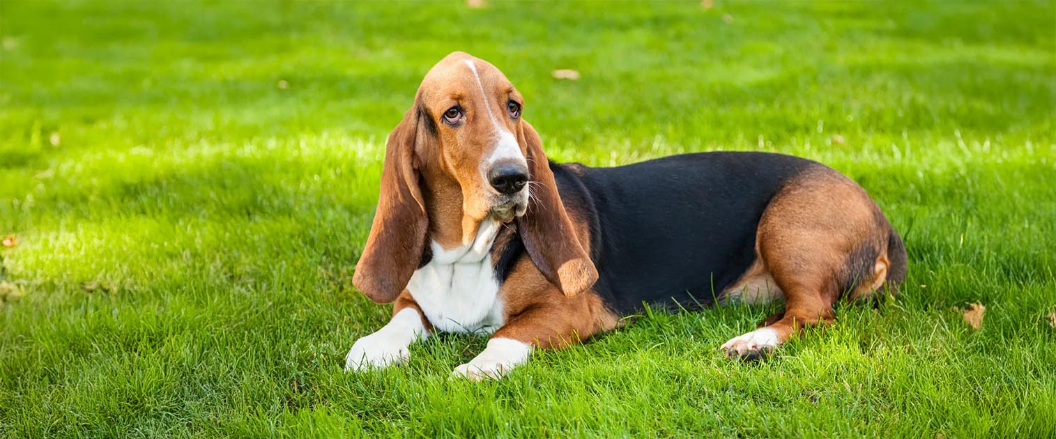 Perro Basset houndo acostado sobre pasto verde