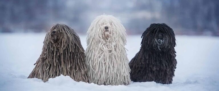 tres perros grandes, con el pelo super largo en la nieve