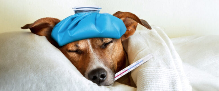 perro enfermo, acostado en la cama