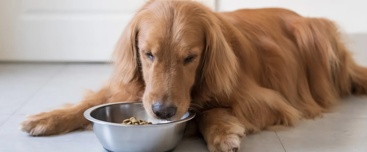 perro golden, comiendo su comida