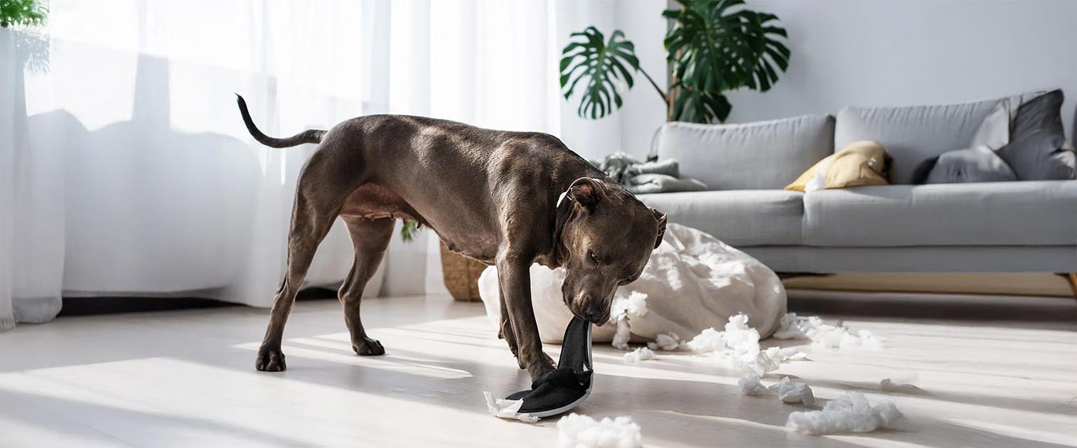 perro café, dañando una almohada de la sala