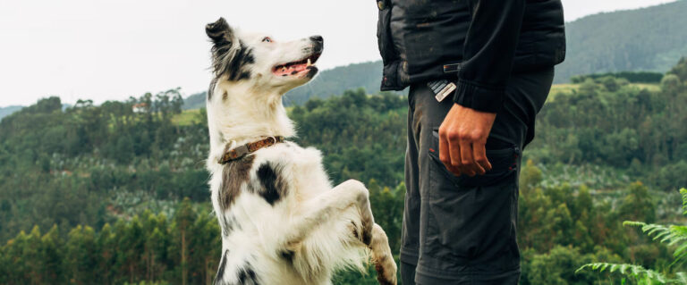 perro blanco haciendole caso a su amo