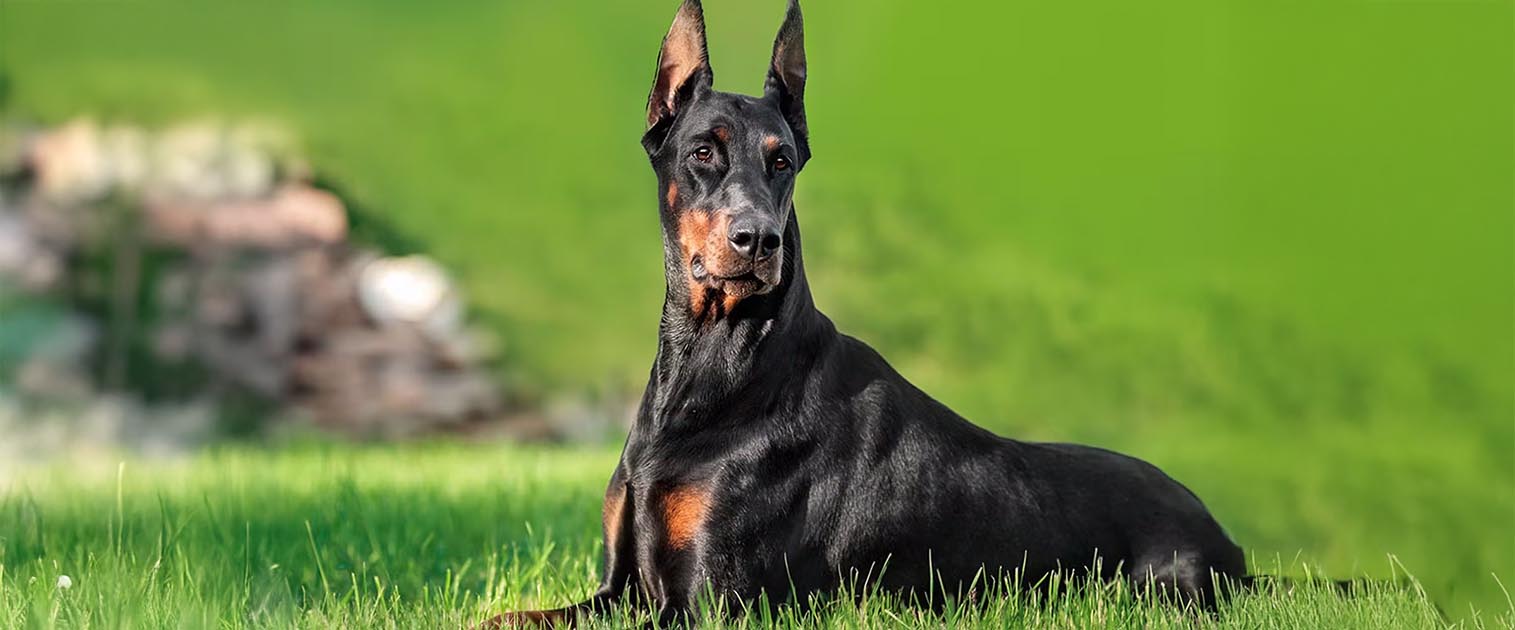 doberman negro, imponente