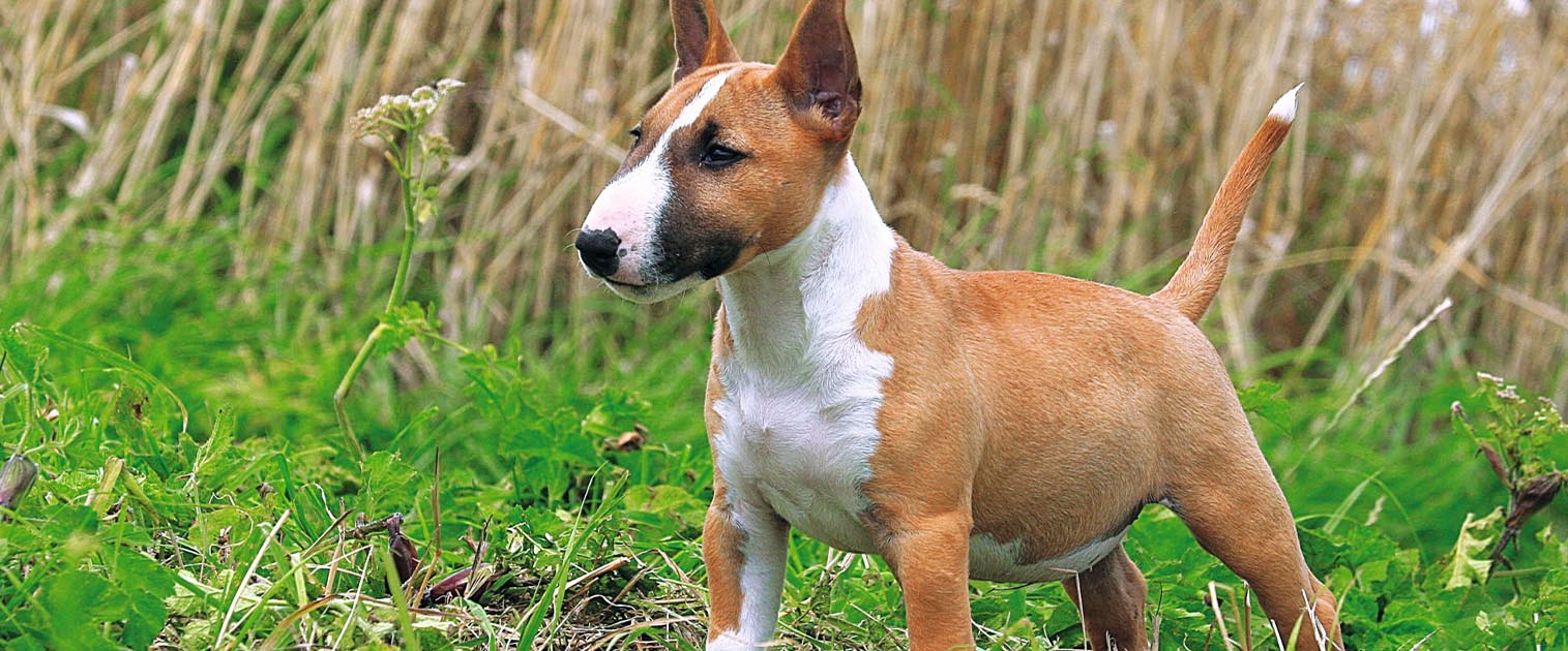 perro bull terrier parado con firmeza en el pasto