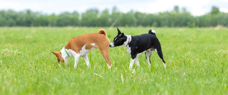 dos perros, el negro le olfatea la cola al amarillo