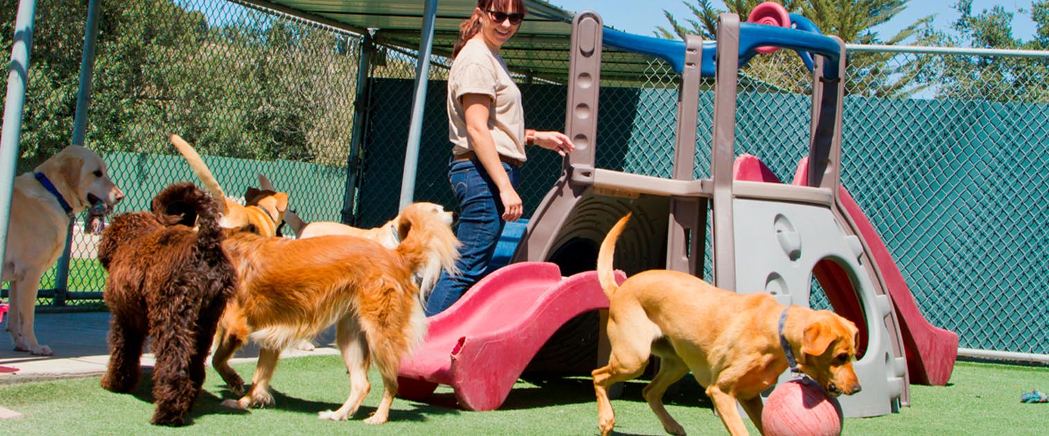 varios perros jugando en un parque canino