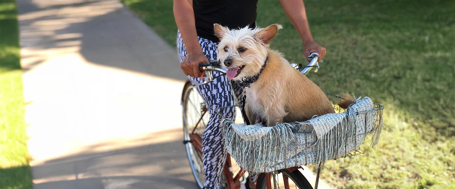 perro montado sobre un canasto de la bicicleta
